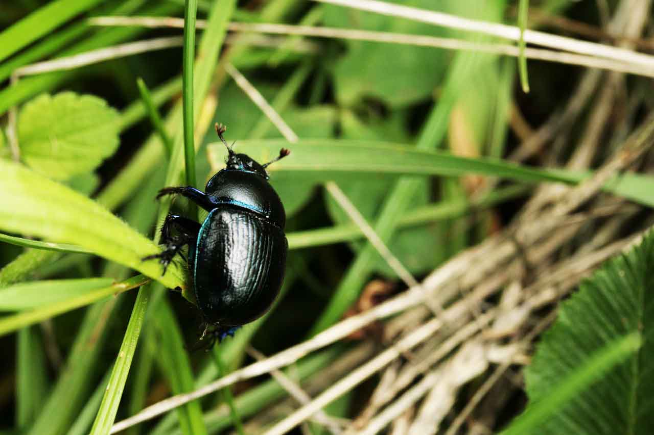 Dung beetle