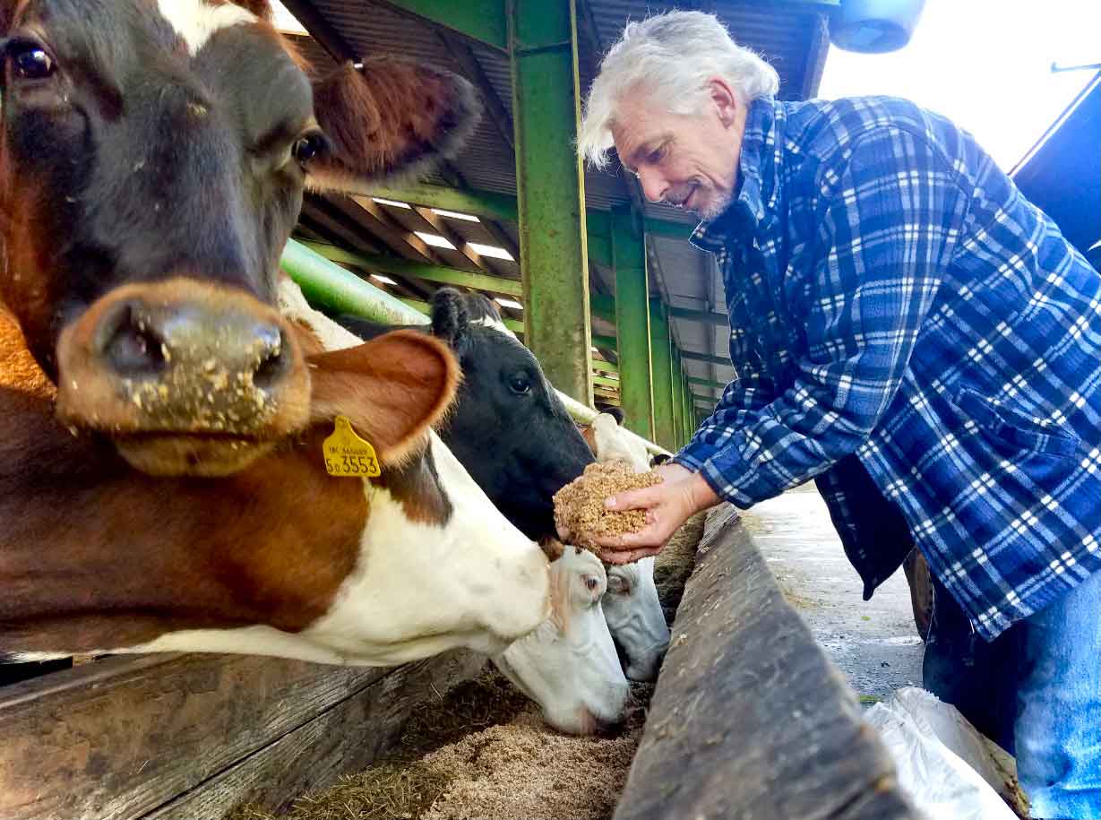 Feeding Riverford Dairy cattle organic mixed cereals