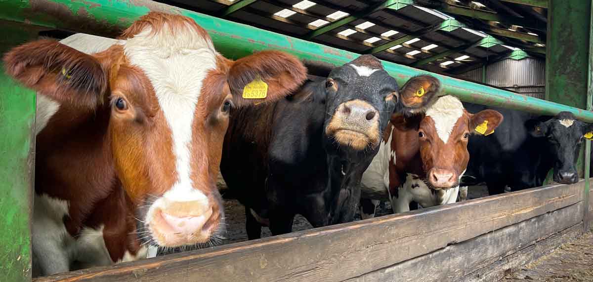 Riverford Dairy cattle