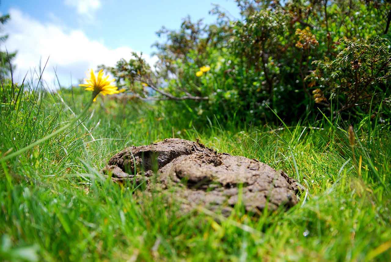 Riverford Dairy cow dung